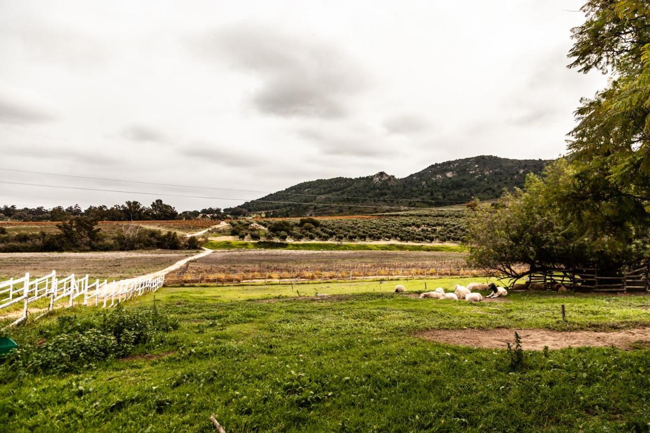 Ayama Wine Farm - Manor House Bed & Breakfast Wellington Ngoại thất bức ảnh